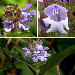 Heal-all (a.k.a., self-heal) is a native species superficially similar to ground ivy (Glechoma hederacea) or early-season henbit (Lamium amplexicaule). Heal-all has the characteristics of other low-growing plants in the mint family — an upright, four-angled stem, with lines of hairs along the ridges, 1' tall or less, with a short (1-2") spike of flowers at the apex — and is thus easy to overlook. But the tiny (1/2" long), tubular, two lipped flowers are distinctive (and charming). The light purple or blue upper lip is bent at right angles to form a hood over the aperture with the four stamens and single style with a bifurcated stigma at its tip curving along inside of the hood. The lower lip is divided into three lobes, the middle one white and fringed; the two smaller lateral lobes are the same color as the hood. The hood of the upper lip also sports a "mohawk" haircut of relatively long hairs along the crest of the hood. The flower calyx is light green or reddish, hairy along the edges. After fertilization, four tiny, brown, finely-ridged nutlets develop within the persistant calyx; the seeds are reported to be dispersed by a mechanism that uses the energy in raindrops impacting the calyx to fling the seeds away from the mother plant. The leaves are opposite, up to 2" long and half as wide with a short petiole; they are egg- or lance-shaped with a central vein that is hairy on the underside. Heal-all prefers moist habitats with a history of disturbance.