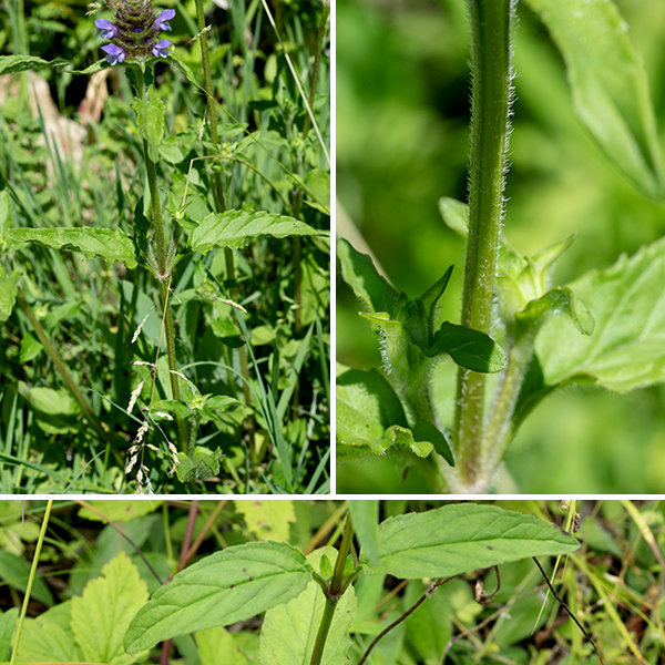 Heal-all (a.k.a., self-heal) is a native species superficially similar to ground ivy (Glechoma hederacea) or early-season henbit (Lamium amplexicaule). Heal-all has the characteristics of other low-growing plants in the mint family — an upright, four-angled stem, with lines of hairs along the ridges, 1' tall or less, with a short (1-2") spike of flowers at the apex — and is thus easy to overlook. But the tiny (1/2" long), tubular, two lipped flowers are distinctive (and charming). The light purple or blue upper lip is bent at right angles to form a hood over the aperture with the four stamens and single style with a bifurcated stigma at its tip curving along inside of the hood. The lower lip is divided into three lobes, the middle one white and fringed; the two smaller lateral lobes are the same color as the hood. The hood of the upper lip also sports a "mohawk" haircut of relatively long hairs along the crest of the hood. The flower calyx is light green or reddish, hairy along the edges. After fertilization, four tiny, brown, finely-ridged nutlets develop within the persistant calyx; the seeds are reported to be dispersed by a mechanism that uses the energy in raindrops impacting the calyx to fling the seeds away from the mother plant. The leaves are opposite, up to 2" long and half as wide with a short petiole; they are egg- or lance-shaped with a central vein that is hairy on the underside. Heal-all prefers moist habitats with a history of disturbance.