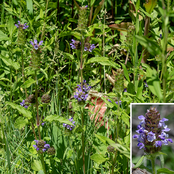 Heal-all (a.k.a., self-heal) is a native species superficially similar to ground ivy (Glechoma hederacea) or early-season henbit (Lamium amplexicaule). Heal-all has the characteristics of other low-growing plants in the mint family — an upright, four-angled stem, with lines of hairs along the ridges, 1' tall or less, with a short (1-2") spike of flowers at the apex — and is thus easy to overlook. But the tiny (1/2" long), tubular, two lipped flowers are distinctive (and charming). The light purple or blue upper lip is bent at right angles to form a hood over the aperture with the four stamens and single style with a bifurcated stigma at its tip curving along inside of the hood. The lower lip is divided into three lobes, the middle one white and fringed; the two smaller lateral lobes are the same color as the hood. The hood of the upper lip also sports a "mohawk" haircut of relatively long hairs along the crest of the hood. The flower calyx is light green or reddish, hairy along the edges. After fertilization, four tiny, brown, finely-ridged nutlets develop within the persistant calyx; the seeds are reported to be dispersed by a mechanism that uses the energy in raindrops impacting the calyx to fling the seeds away from the mother plant. The leaves are opposite, up to 2" long and half as wide with a short petiole; they are egg- or lance-shaped with a central vein that is hairy on the underside. Heal-all prefers moist habitats with a history of disturbance.