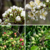 American plum flowers first appear before or at leaf emergence; they occur in roughly spherical clusters (umbels) of two to five flowers, arising from leaf axils. Each flower is ~1" across, held away from the twig at the base of the umbel on 1/2-1" petioles; there are five egg-shaped petals with narrow bases, white with a touch of pink, five narrow, somewhat fleshy, green sepals much shorter than the petals, a single style, and numerous (10-30) stamens with tan anthers. The fruits are about 1" across, initially green but turning reddish-purple with the waxy bloom typical of plums when ripe; inside is a single seed (a "stone," like a peach). Because this tree usually flowers when the leaves are only beginning to open, it produces an especially showy display. It is widespread across Jackson Park.