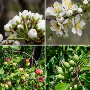 American plum flowers first appear before or at leaf emergence; they occur in roughly spherical clusters (umbels) of two to five flowers, arising from leaf axils. Each flower is ~1" across, held away from the twig at the base of the umbel on 1/2-1" petioles; there are five egg-shaped petals with narrow bases, white with a touch of pink, five narrow, somewhat fleshy, green sepals much shorter than the petals, a single style, and numerous (10-30) stamens with tan anthers. The fruits are about 1" across, initially green but turning reddish-purple with the waxy bloom typical of plums when ripe; inside is a single seed (a "stone," like a peach). Because this tree usually flowers when the leaves are only beginning to open, it produces an especially showy display. It is widespread across Jackson Park.