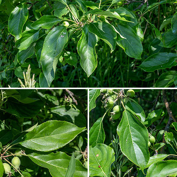 American plum leaves are alternate, a bit over twice as long as wide, dark glossy green on top, paler and hairless on the underside, shallowly serrated along their margins with a sharply pointed tip and a petiole about one-third the length of the leaf. The edges of the leaves undulate so the leaf tends to be concave. It is widespread across Jackson Park.