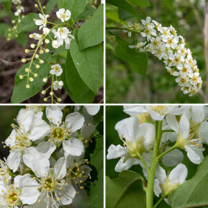 European bird cherry It has showy white flowers (so is widely planted as an ornamental) and reaches heights of 30-40'. Blooms are produced in elongate, cylindrical racemes of 15-50 flowers at the tips of twigs, similar to but shorter than those of chokecherry (Prunus virginia). Individual flowers consist of five green, broadly-spreading or reflexed sepals (longer than wide); five white or cream colored petals that are 1/4-3/8" long, oval but widest in the center; 10-30 stamens half the length of the petals around a cup-shaped, often green hypanthium (hairless externally); and a single central pistil. The fruit is a small, black drupe (cherry) with an extremely bitter taste to mammals, but it is much loved by birds, who disperse the pits. European bird cherry is very similar to another species present in Jackson Park, chokecherry. European bird cherry tends to be more tree-like in habit than chokecherry and tends to have shorter stamens (half the length of the petals) than chokecherry (as long as the petals). It's not clear how much of this expansion is due to Park District policy and how much is due to natural seed dispersal.