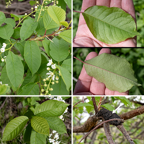 European bird cherry is an exotic shrub or small tree that has thrived in North America. It has showy white flowers (so is widely planted as an ornamental) and reaches heights of 30-40' but is prone to black-knot fungus, an unsightly growth that seems not to affect the viability of the tree very much. The bark is purple-gray to green-gray. The leaves are alternate, elliptical or egg-shaped about twice as long as wide, with sharply serrated margins and 3/4-1" petioles. Both chokecherry and European bird cherry have a pair of tiny, pillow-like glands on the petiole near where it joins the leaf blade but the base of the leaf of chokecherry is rounded while the base of the leaf of European bird cherry is distinctly wedge-shaped. The population of European bird cherry is rapidly expanding in Jackson Park. It's not clear how much of this expansion is due to Park District policy and how much is due to natural seed dispersal.
