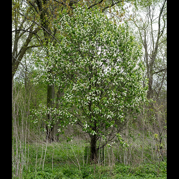 uropean bird cherry is an exotic shrub or small tree that has thrived in North America. It has showy white flowers (so is widely planted as an ornamental) and reaches heights of 30-40' but is prone to black-knot fungus, an unsightly growth that seems not to affect the viability of the tree very much. The bark is purple-gray to green-gray. The leaves are alternate, elliptical or egg-shaped about twice as long as wide, with sharply serrated margins and 3/4-1" petioles. Blooms are produced in elongate, cylindrical racemes of 15-50 flowers at the tips of twigs, similar to but shorter than those of chokecherry (Prunus virginia). European bird cherry tends to be more tree-like in habit than chokecherry and tends to have shorter stamens (half the length of the petals) than chokecherry (as long as the petals). Both chokecherry and European bird cherry have a pair of tiny, pillow-like glands on the petiole near where it joins the leaf blade but the base of the leaf of chokecherry is rounded while the base of the leaf of European bird cherry is distinctly wedge-shaped. The population of European bird cherry is rapidly expanding in Jackson Park. It's not clear how much of this expansion is due to Park District policy and how much is due to natural seed dispersal.