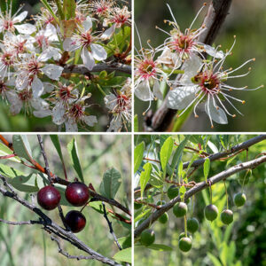 Sand cherry is a 4-8' tall shrub; the Great Lakes variant of this species (Prunus pumila spp. pumila) is restricted to the states (and the Canadian province) that touch on the Great Lakes. Blooms occur in umbels of 1-3 flowers; flowers open before the leaves but may persist after some leaves have emerged. Individual flowers are about 1/2" across, consisting of five sepals with rounded tips that are about a third the length of the petals; five white, round- or egg-shaped petals; 10-30 white stamens with yellow anthers emerging from a reddish, cup-shaped hypanthium; and a single, central style. The fruit is a reddish-purple to black, shiny cherry (drupe) about 1/2" in diameter.  Sand cherry is found along the shores of the Great Lakes on beaches (sandy, gravelly, or rocky), dunes, and the swales between dunes.