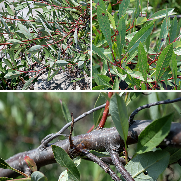 Sand cherry is a 4-8' tall shrub; the Great Lakes variant of this species (Prunus pumila spp. pumila) is restricted to the states (and the Canadian province) that touch on the Great Lakes. Basal stems are 3/4-1" in diameter; the branches that arise from the basal stems are spreading or ascending with dark, grayish-brown bark with conspicuous horizontal lenticles. The twigs are red to reddish-brown and shiny. The leaves are alternate, up to 2.5" long and 1" wide, elliptical or broadest near the tip with a pointed tip; they are attached via a 1/4-1/2" pedicel. The upper surface is dark green and shiny; the underside is much paler. The leaf margins are finely toothed except near the pedicle. Sand cherry is found along the shores of the Great Lakes on beaches (sandy, gravelly, or rocky), dunes, and the swales between dunes.