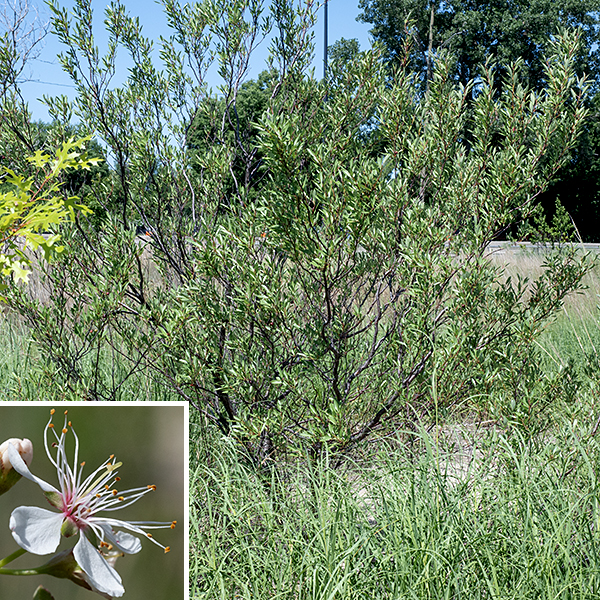 Sand cherry is a 4-8' tall shrub; the Great Lakes variant of this species (Prunus pumila spp. pumila) is restricted to the states (and the Canadian province) that touch on the Great Lakes. Basal stems are 3/4-1" in diameter; the branches that arise from the basal stems are spreading or ascending with dark, grayish-brown bark with conspicuous horizontal lenticles. Sand cherry is found along the shores of the Great Lakes on beaches (sandy, gravelly, or rocky), dunes, and the swales between dunes.