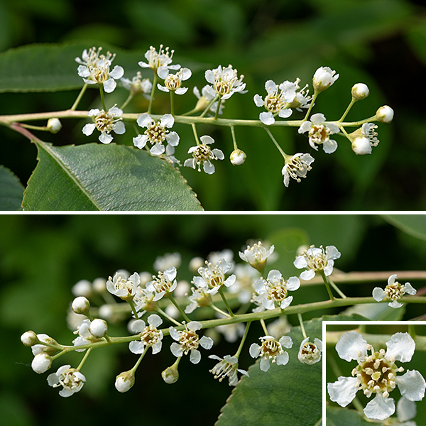 Black cherry (Prunus serotina) is a is a deciduous tree that can grow up to 80' tall. It typically has a single central trunk below and leafy crown that is taller than wide. Flowers occur in racemes 4-6" long with 20-60 1/2" wide flowers packed around the elongated inflorescence. Individual flowers consist of five green, triangular sepals, five white petals broader at their distal tips and at least three times longer than the sepals, 10-30 stamens with yellow anthers around a reddish-orange hypanthium, and a single, central pistil with a flattened stigma. After fertilization, each flower produces a globoid, fleshy drupe about 1/4" across. The immature cherries are green; as they mature the fruit turns first dark red, they purple-black at maturity. These fruits are sweet but slightly bitter; the black cherry you buy in the grocery store is larger (at least 1/2" across), sweeter, and a species native to Eurasia (Prunus avium).