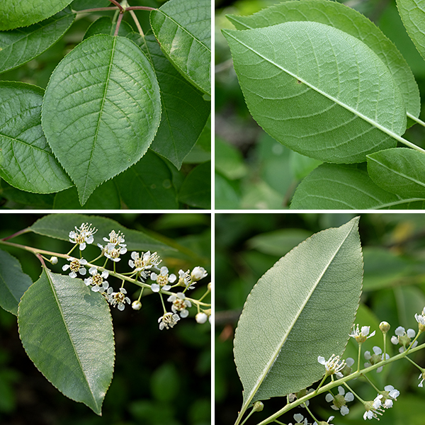 Black cherry (Prunus serotina) is a is a deciduous tree that can grow up to 80' tall. It typically has a single central trunk below and leafy crown that is taller than wide. The bark of the oldest parts of the tree is brown-black and rough-textured. The larger branches have smooth, reddish-brown bark with numerous, horizontally flattened, white lenticels; the actively extending tips of smaller branches are initially green but becomes reddish-brown. Leaves are alternate and largely restricted to the smaller branches and twigs. Leaves are up to 6" long and a third as wide, ovate or elongate ovals with finely serrated margins; the fine teeth curve inwards. The leaf tips are slender and elongated, the bases are rounded or wedge-shaped. The petioles are up to 1" long with a pair of tiny nectaries near the base of the leaf blade.