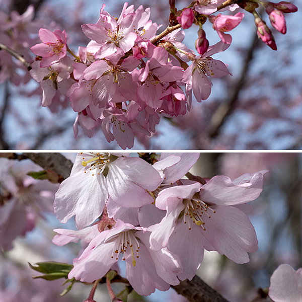Japanese flowering cherry is an exotic from East Asia widely grown in North America as an ornamental (for its showy spring flowers). The flowers occur is small clusters of 2-5 white, pale pink, or deeper pink flowers that (unlike most cherries) dangle face-down beneath the stems from short spurs. The fruit consists of small, round drupes that turn black when mature. Leaves, stems, and fruit, and seeds are toxic to mammals. Many of the cultivars of Japanese flowering cherry are highly hybridized and nearly unrecognizable as being derived from Prunus serrulata.