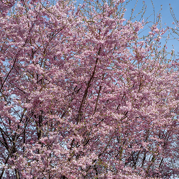 Japanese flowering cherry is an exotic from East Asia widely grown in North America as an ornamental (for its showy spring flowers). The flowers occur is small clusters of 2-5 white, pale pink, or deeper pink flowers that (unlike most cherries) dangle face-down beneath the stems from short spurs. The fruit consists of small, round drupes that turn black when mature. Leaves, stems, and fruit, and seeds are toxic to mammals. Many of the cultivars of Japanese flowering cherry are highly hybridized and nearly unrecognizable as being derived from Prunus serrulata.