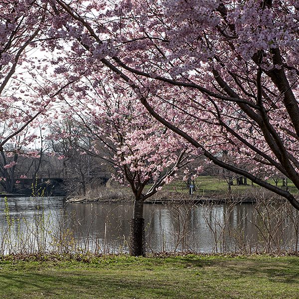 Japanese flowering cherry is an exotic from East Asia widely grown in North America as an ornamental (for its showy spring flowers). It is a small tree (15-25' tall) with multiple trunks and a broadly triangular outline as wide as the tree is tall. The bark is smooth and glossy, reddish-brown, and thin with numerous horizontal lenticels. The leaves are alternate, 2-5" long and 1.25-2" wide, oval to lance-shaped with serrated margins, dark green on the upper side of the blade, paler below. The flowers occur is small clusters of 2-5 white, pale pink, or deeper pink flowers that (unlike most cherries) dangle face-down beneath the stems from short spurs. The fruit consists of small, round drupes that turn black when mature. Leaves, stems, and fruit, and seeds are toxic to mammals. Many of the cultivars of Japanese flowering cherry are highly hybridized and nearly unrecognizable as being derived from Prunus serrulata.