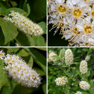 Chokecherry is a shrub or small tree 8-25' tall. Flowers occur in spectacular racemes ~6" long with 15-20 white, 1/2" wide, bowl-shaped flowers with an orange-yellow center (hypanthium); the flowers are attached to a central, greenish-yellow stalk. Individual flowers consist of five sepals (initially green, later turning yellow) shorter than the petals, five white petals that narrow sharply near their bases, 15-20 stamens about as long as the petals, and a pistil with a single style. Crushed leaves smell strongly of bitter almonds. Fruit is a red to black globular drupe <1/2" wide that contains a single hard-coated seed (stone) and has a VERY bitter taste; the seed contains high levels of hydrogen cyanide. The fruit is eaten by a wide variety of mammals and birds; the flesh of the fruit traditionally was one of the components of pemmican in indigenous cultures. (The hydrogen cyanide is not a danger unless the hard shell of the seed is broken open.)  Chokecherry is similar to wild black cherry (Prunus serotina), but P. serotina has incurved teeth on its leaf margins. Chokecherry is very similar to an exotic also present in Jackson Park, European bird cherry (Prunus padus). European bird cherry tends to be more tree-like in habit than chokecherry and tends to have shorter stamens (half the length of the petals) than chokecherry (as long as the petals). Chokecherry in Jackson Park is often infested with black knot fungus (Dibotryon morbosum).