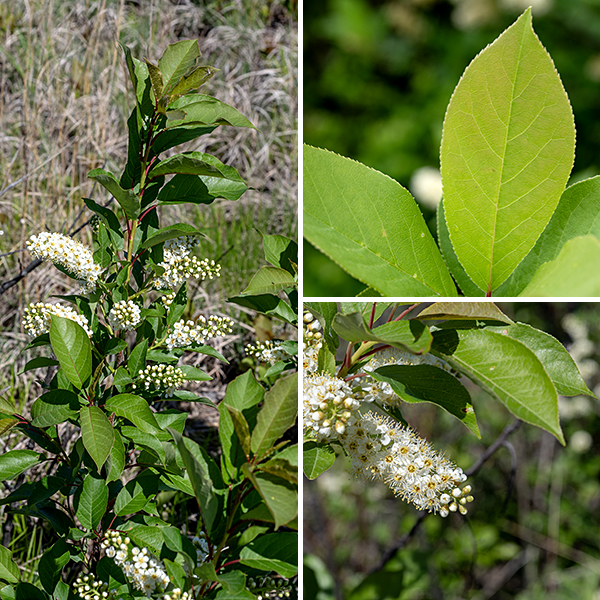 Chokecherry is a shrub or small tree 8-25' tall with 2-4 " long, alternate leaves, sharply but shallowly toothed along their margins and tapering abruptly into a sharp point; the leaves are oval but the widest point of the leaf lies closer to the tip than to the petiole. Leaf petioles are