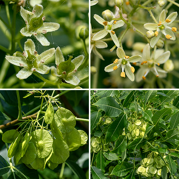Hoptree (a.k.a., wafer ash) is a large shrub with a rounded, irregular crown and (usually) a robust central trunk up to 6" across. Hoptree may produce single-sex (male or female) or bisexual (male and female organs both present) flowers on the same tree. Individual flowers are about 1/4" across, regardless of gender. Perfect (bisexual) flowers have 4-5 greenish sepals, 4-5 narrow, creamy white petals, 4-5 stamens with hairy white bases and yellow anthers, and a single, flattened green pistil. Male flowers are more or less identical but lack the pistil; female flowers are more or less identical but lack the stamens. The fruits are single seeds 1-1.5" long with a broad, flattened, papery wing extending almost all the way around the seed.