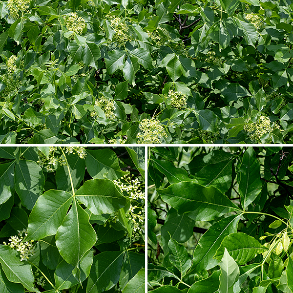 Hoptree (a.k.a., wafer ash) is a large shrub with a rounded, irregular crown and (usually) a robust central trunk up to 6" across. The bark covering the larger branches and the trunk is grey; smaller branches have smoother bark that is grey-brown. As implied by the species name, the leaves are trifoliate-compound; the leaves are alternate on the branches. The leaflets are 2-4 long and 1-2" across, sessile on the tip of the leaf petiole, with smooth or slightly toothed margins; the leaflets have wedge-shaped bases and slender, pointed tips.