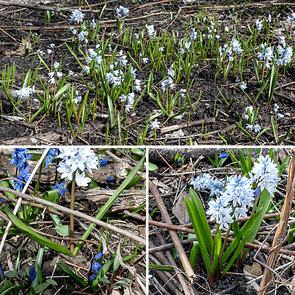 triped squill is another early spring wildflower native to western Asia and the Caucasus; it tends to grow in clumps of plants 4-6" across. There are (only) two dark green, basal, hairless leaves up to 6" long and ~1/2" wide that widen towards their tips; the margins are smooth. A cluster (raceme) of 3-6 flowers are present on a stalk ("scape") 4-8" tall; overall, the cluster and scape resemble the related wild hyacinths. Each flower has six white tepals with a medial blue stripe. The filaments of the six stamens are flattened and fused together to form a white central, lobed, hollow cone that surrounds the style; the anthers are yellow and lie just inside the tip of the cone. This plant is one of the earliest to bloom in the spring in Jackson Park, but goes dormant in the late spring, basically biding its time until the next year. It prefers moist, well-drained soils.