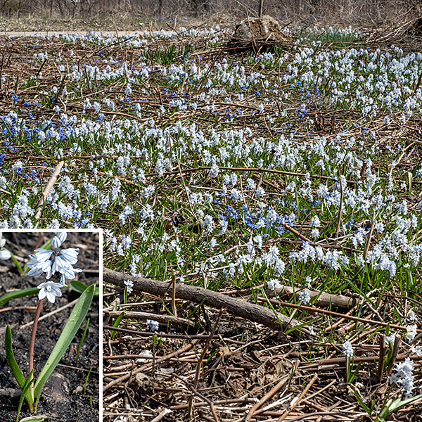 Striped squill is another early spring wildflower native to western Asia and the Caucasus; it tends to grow in clumps of plants 4-6" across. There are (only) two dark green, basal, hairless leaves up to 6" long and ~1/2" wide that widen towards their tips; the margins are smooth. A cluster (raceme) of 3-6 flowers are present on a stalk ("scape") 4-8" tall; overall, the cluster and scape resemble the related wild hyacinths. Each flower has six white tepals with a medial blue stripe. The filaments of the six stamens are flattened and fused together to form a white central, lobed, hollow cone that surrounds the style; the anthers are yellow and lie just inside the tip of the cone. This plant is one of the earliest to bloom in the spring in Jackson Park, but goes dormant in the late spring, basically biding its time until the next year. It prefers moist, well-drained soils.