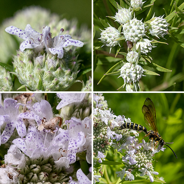 Slender mountain-mint flowers occur in small terminal clusters at the tips of the upper stems with distinctive very long, narrow bracts with spine-like tips just beneath the clusters; the bracts are densely covered with short, curled hairs on the blade and longer, bristly hairs along the margins. Individual flowers are tubular, white with scattered purple dots, and about 1/4" long; there is a calyx that is divided several slender green lobes. The corolla is divided into two parts, an upper lip and a lower lip that is divided into three lobes. The four stamens and two styles are also white, but the anthers are purple. The styles have a bifurcated stigma. Slender mountain mint is very similar to Virginia mountain mint (Pycnanthemum virginianum), but several characters make it straightforward to distinguish them.  Leaves on slender mountain mints are always less than 1/4" wide and the stems are hairless; Virginia mountain mint will have the larger leaves more than 1/4" wide and has lines of white hairs on the stems. Slender mountain blooms earlier than Virginian mountain mint, but the blooming period of the two species overlaps. All parts of slender mountain mint give off a strong mint-like odor when crushed, but please restrain yourself from excessive foliage-crushing — it's not polite.