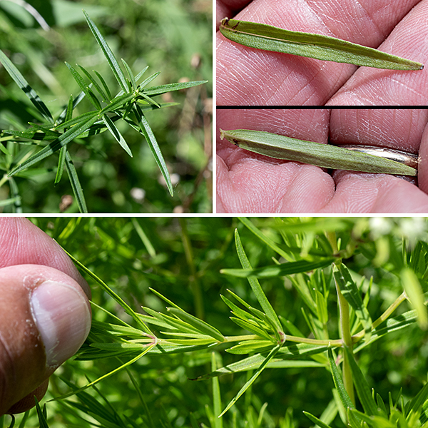 Slender mountain-mint has almost nothing to do with mountains — it occurs primarily in open areas (wet or slightly dry) like prairies and fields and along roads and streams. It is typically 2-3' tall with a bushy appearance that arises from frequent branching. Stems are slender, hairless, and light green. The leaves are also very slender (almost needle-like), 3" long and 1/4" wide, hairless, with a prominent central vein and smooth margins. The leaves are opposite and sessile on the stems. Slender mountain mint is very similar to Virginia mountain mint (Pycnanthemum virginianum), but several characters make it straightforward to distinguish them.  Leaves on slender mountain mints are always less than 1/4" wide and the stems are hairless; Virginia mountain mint will have the larger leaves more than 1/4" wide and has lines of white hairs on the stems. Slender mountain blooms earlier than Virginian mountain mint, but the blooming period of the two species overlaps.