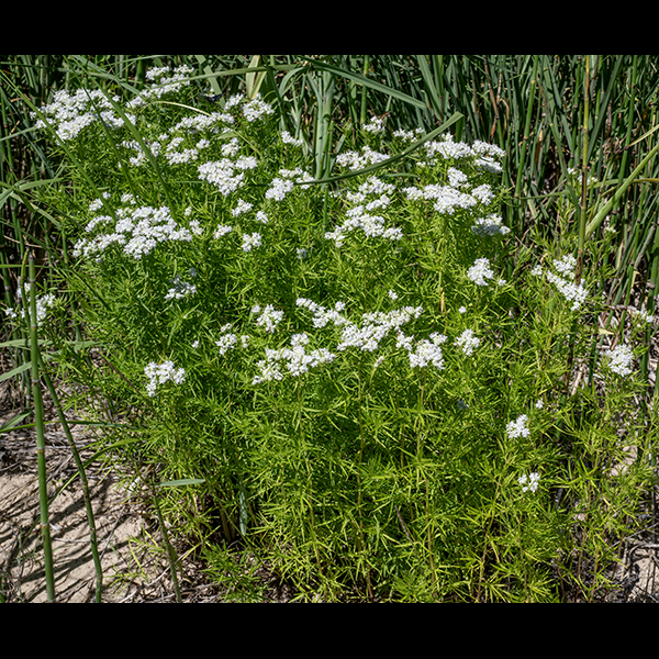 Slender mountain-mint has almost nothing to do with mountains — it occurs primarily in open areas (wet or slightly dry) like prairies and fields and along roads and streams. It is typically 2-3' tall with a bushy appearance that arises from frequent branching. Stems are slender, hairless, and light green. Slender mountain mint is very similar to Virginia mountain mint (Pycnanthemum virginianum), but several characters make it straightforward to distinguish them.  Leaves on slender mountain mints are always less than 1/4" wide and the stems are hairless; Virginia mountain mint will have the larger leaves more than 1/4" wide and has lines of white hairs on the stems. Slender mountain blooms earlier than Virginian mountain mint, but the blooming period of the two species overlaps. All parts of slender mountain mint give off a strong mint-like odor when crushed, but please restrain yourself from excessive foliage-crushing — it's not polite.