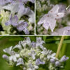 Virginia mountain-mint flower heads are 3/4-1" across with up to 50 flowers; only a few flowers open at any one time. The flowers are hairy on the outer surfaces, white to light purple in color. Individual flowers are 1/4" across, tubular, and two-lipped; the lower lip is three-lobed with purple spots; four stamens with purple anthers emerge from the lower tube. There are two styles with deeply-notched tips that extend well beyond the edges of the lips of the corolla. The calyx that cups the flower is hairy, light green and has five triangular teeth.