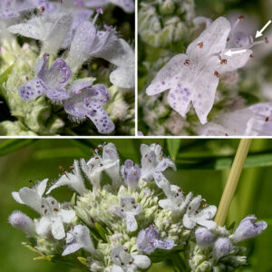 Virginia mountain-mint flower heads are 3/4-1" across with up to 50 flowers; only a few flowers open at any one time. The flowers are hairy on the outer surfaces, white to light purple in color. Individual flowers are 1/4" across, tubular, and two-lipped; the lower lip is three-lobed with purple spots; four stamens with purple anthers emerge from the lower tube. There are two styles with deeply-notched tips that extend well beyond the edges of the lips of the corolla. The calyx that cups the flower is hairy, light green and has five triangular teeth.
