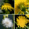 Perennial sowthistle's upper stems produce long flower stalks at their tips. Individual flowerheads are 1-2" in diameter, composed entirely of 80-250 yellow ray florets; disc florets are absent. The fruit, popular with goldfinches, is a flat, dark brown seed with tapered ends, several longitudinal ribs, and a tuft of fine white hairs (like a dandelion). Glandular hairs are typically present on the flower bracts and stalks; if these glandular hairs are absent, glands are present in the epidermis. Perennial sowthistle is indeed a perennial, one with a taproot that may penetrate as deep as 9' into the soil. Of the local sowthistles, perennial sowthistle has by far the largest flowers; other species never exceed 3/4".