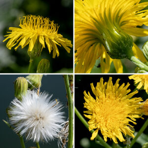 Perennial sowthistle's upper stems produce long flower stalks at their tips. Individual flowerheads are 1-2" in diameter, composed entirely of 80-250 yellow ray florets; disc florets are absent. The fruit, popular with goldfinches, is a flat, dark brown seed with tapered ends, several longitudinal ribs, and a tuft of fine white hairs (like a dandelion). Glandular hairs are typically present on the flower bracts and stalks; if these glandular hairs are absent, glands are present in the epidermis. Perennial sowthistle is indeed a perennial, one with a taproot that may penetrate as deep as 9' into the soil. Of the local sowthistles, perennial sowthistle has by far the largest flowers; other species never exceed 3/4".