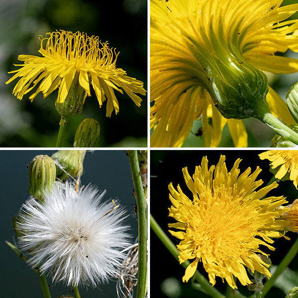 Perennial sowthistle's upper stems produce long flower stalks at their tips. Individual flowerheads are 1-2" in diameter, composed entirely of 80-250 yellow ray florets; disc florets are absent. The fruit, popular with goldfinches, is a flat, dark brown seed with tapered ends, several longitudinal ribs, and a tuft of fine white hairs (like a dandelion). Glandular hairs are typically present on the flower bracts and stalks; if these glandular hairs are absent, glands are present in the epidermis. Perennial sowthistle is indeed a perennial, one with a taproot that may penetrate as deep as 9' into the soil. Of the local sowthistles, perennial sowthistle has by far the largest flowers; other species never exceed 3/4".
