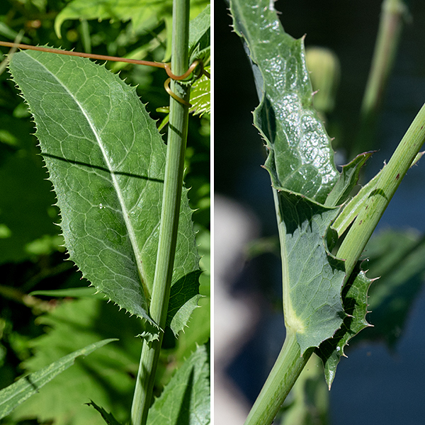 Perennial sowthistle (aka, field sowthistle) is an exotic from Europe, now naturalized to North America; it is considered a "noxious weed" in Illinois. This 2-4 feet tall, weedy plant has dandelion-like flowers and hairless stems that are dull green in color. The leaves are also dull green (although the upper surface of the leaf is often shiny), alternate, up to 12" long and 3.5" wide near the base of the plant, smaller in the upper parts. The leaves typically have 2-5 deep lobes with sharply pointed tips, giving the leaf a pinnate appearance, but occasional leaves, especially the smaller, upper leaves, may be unlobed. The margins of the leaves are densely decorated with sharp-tipped, soft "prickles" but the lower midvein lacks them; at the base of the leaves are small, rounded lobes that clasp the stem.