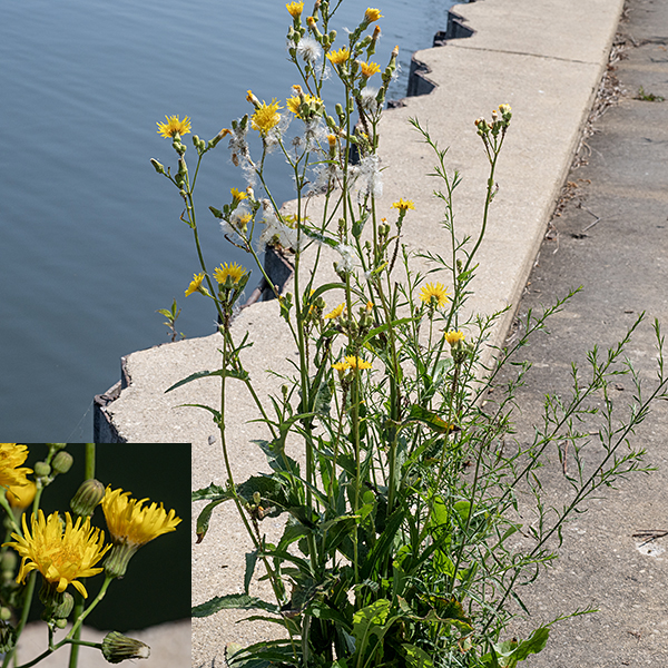 Perennial sowthistle (aka, field sowthistle) is an exotic from Europe, now naturalized to North America; it is considered a "noxious weed" in Illinois. This 2-4 feet tall, weedy plant has dandelion-like flowers and hairless stems that are dull green in color. The leaves are also dull green (although the upper surface of the leaf is often shiny), alternate, up to 12" long and 3.5" wide near the base of the plant, smaller in the upper parts. The leaves typically have 2-5 deep lobes with sharply pointed tips, giving the leaf a pinnate appearance, but occasional leaves, especially the smaller, upper leaves, may be unlobed. The margins of the leaves are densely decorated with sharp-tipped, soft "prickles" but the lower midvein lacks them; at the base of the leaves are small, rounded lobes that clasp the stem. The upper stems produce long flower stalks at their tips. Individual flowerheads are 1-2" in diameter, composed entirely of 80-250 yellow ray florets; disc florets are absent. The fruit, popular with goldfinches, is a flat, dark brown seed with tapered ends, several longitudinal ribs, and a tuft of fine white hairs (like a dandelion). Glandular hairs are typically present on the flower bracts and stalks; if these glandular hairs are absent, glands are present in the epidermis. Perennial sowthistle is indeed a perennial, one with a taproot that may penetrate as deep as 9' into the soil. Of the local sowthistles, perennial sowthistle has by far the largest flowers; other species never exceed 3/4". Perennial sowthistle has larger (1-2" as opposed to