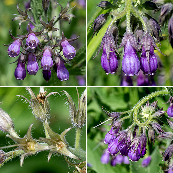 The inflorescences of common comfrey are nodding cymes or racemes of flowers that arise from the tips of the stems and the lateral branches. The flowers are bell-shaped, about 1/4" across and 1/2-5/8" long. Each flower has a hairy, green calyx with five lance-like teeth that is half the length of the corolla; a purple, pink or white funnel- or bell-shaped corolla with five small, recurved lobes at its lip; five stamens that do not extend past the margin of the corolla; and a pistil with a single white style that barely protrudes past the corolla margin. The fruits are a cluster of four, 4-5 mm long, nutlets nestled in the remnants of the flower calyx; the nutlets are dark brown or black when mature, oval and slightly flattened at one end. The remnants of the style protrude from the center of the fruit. Extracts of common comfrey are sometimes sold as herbal remedies but be aware that the plant is mildly toxic; it contains pyrrolizidine alkaloids that can be absorbed through the skin or gastric system and may cause (potentially fatal) liver toxicity and may be carcinogenic. Comfrey products for internal use or for use on open wounds are banned in the U.S. by the F.D.A. Supplements containing common comfrey probably should be avoided.