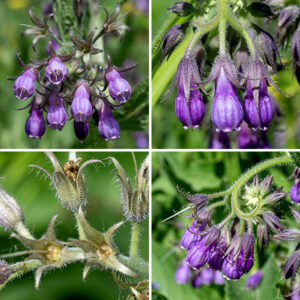 The inflorescences of common comfrey are nodding cymes or racemes of flowers that arise from the tips of the stems and the lateral branches. The flowers are bell-shaped, about 1/4" across and 1/2-5/8" long. Each flower has a hairy, green calyx with five lance-like teeth that is half the length of the corolla; a purple, pink or white funnel- or bell-shaped corolla with five small, recurved lobes at its lip; five stamens that do not extend past the margin of the corolla; and a pistil with a single white style that barely protrudes past the corolla margin. The fruits are a cluster of four, 4-5 mm long, nutlets nestled in the remnants of the flower calyx; the nutlets are dark brown or black when mature, oval and slightly flattened at one end. The remnants of the style protrude from the center of the fruit. Extracts of common comfrey are sometimes sold as herbal remedies but be aware that the plant is mildly toxic; it contains pyrrolizidine alkaloids that can be absorbed through the skin or gastric system and may cause (potentially fatal) liver toxicity and may be carcinogenic. Comfrey products for internal use or for use on open wounds are banned in the U.S. by the F.D.A. Supplements containing common comfrey probably should be avoided.