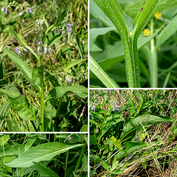 Common comfrey is an exotic that is native to Britian and Ireland; it was introduced to North America in the 1600s by British colonists and is naturalized widely across the U.S. Common comfrey stands 2-3.5 feet tall. The stems are light green, round in section, and densely covered with bristly hairs; the wings of the petioles may continue onto and down the stem, making the stems appear (partly) winged, too. The lower leaves of the plant are alternate, but the upper leaves are (usually) opposite. The leaves range from 2-10" long and 3/4-4" wide; leaves higher on the plant are smaller. The leaves are oval or an elongate lance-shape, moderately covered with small, stiff hairs, and smooth along their margins. Most of the leaves have hairy petioles that are usually shorter than the leaf blades, but some of the upper leaves may be sessile.