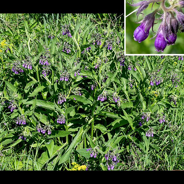 Common comfrey is an exotic that is native to Britian and Ireland; it was introduced to North America in the 1600s by British colonists and is naturalized widely across the U.S. Common comfrey stands 2-3.5 feet tall. The stems are light green, round in section, and densely covered with bristly hairs; the wings of the petioles may continue onto and down the stem, making the stems appear (partly) winged, too. The lower leaves of the plant are alternate, but the upper leaves are (usually) opposite. The leaves range from 2-10" long and 3/4-4" wide; leaves higher on the plant are smaller. The leaves are oval or an elongate lance-shape, moderately covered with small, stiff hairs, and smooth along their margins. Most of the leaves have hairy petioles that are usually shorter than the leaf blades, but some of the upper leaves may be sessile. The inflorescences are nodding cymes or racemes of flowers that arise from the tips of the stems and the lateral branches. The flowers are bell-shaped, about 1/4" across and 1/2-5/8" long. Each flower has a hairy, green calyx with five lance-like teeth that is half the length of the corolla; a purple, pink or white funnel- or bell-shaped corolla with five small, recurved lobes at its lip; five stamens that do not extend past the margin of the corolla; and a pistil with a single white style that barely protrudes past the corolla margin. The fruits are a cluster of four, 4-5 mm long, nutlets nestled in the remnants of the flower calyx; the nutlets are dark brown or black when mature, oval and slightly flattened at one end. The remnants of the style protrude from the center of the fruit. Extracts of common comfrey are sometimes sold as herbal remedies but be aware that the plant is mildly toxic; it contains pyrrolizidine alkaloids that can be absorbed through the skin or gastric system and may cause (potentially fatal) liver toxicity and may be carcinogenic. Comfrey products for internal use or for use on open wounds are banned in the U.S. by the F.D.A. Supplements containing common comfrey probably should be avoided.