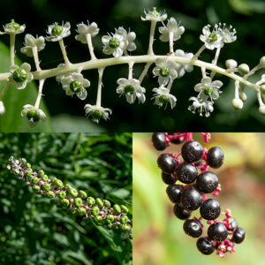 Pokeweed inflorescences are cylindrical, 3-6" long and 1" in diameter with 1/4" flowers radiating in all directions on short green or white pedicels. Individual flowers have five pink or white sepals and ten white stamens in a circle around fused carpels that form a lobed dome with ten tiny, thread-like styles in the center; petals are absent. The fruit is a 1/4" wide M&M-shaped berry that becomes dark purple and shiny when ripe; the pedicels also turn reddish-purple. Pokeweed is impossible to confuse with any other local plant. Children appear to be especially sensitive and may need hospitalization after eating only a few ripe berries.