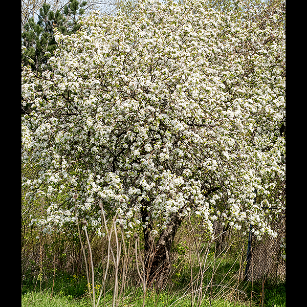 American plum is a large shrub or small (~25') tree with spreading branches and, often, with multiple trunks. The bark is dark gray, gray-brown, or reddish brown. The smaller branches tend to be contorted, with numerous stout, pointed twigs or spines; once your eye moves on from the leaves, the spikiness of this plant is striking. Leaves are alternate, a bit over twice as long as wide, dark glossy green on top, paler and hairless on the underside, shallowly serrated along their margins with a sharply pointed tip and a petiole about one-third the length of the leaf. The edges of the leaves undulate so the leaf tends to be concave. Flowers first appear before or at leaf emergence; they occur in roughly spherical clusters (umbels) of two to five flowers, arising from leaf axils. Each flower is ~1" across, held away from the twig at the base of the umbel on 1/2-1" petioles; there are five egg-shaped petals with narrow bases, white with a touch of pink, five narrow, somewhat fleshy, green sepals much shorter than the petals, a single style, and numerous (10-30) stamens with tan anthers. The fruits are about 1" across, initially green but turning reddish-purple with the waxy bloom typical of plums when ripe; inside is a single seed (a "stone," like a peach). Because this tree usually flowers when the leaves are only beginning to open, it produces an especially showy display. It is widespread across Jackson Park.