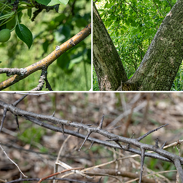 American plum is a large shrub or small (~25') tree with spreading branches and, often, with multiple trunks. The bark is dark gray, gray-brown, or reddish brown. The smaller branches tend to be contorted, with numerous stout, pointed twigs or spines; once your eye moves on from the leaves, the spikiness of this plant is striking.