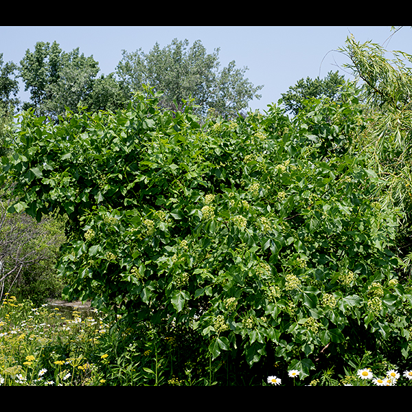Hoptree (a.k.a., wafer ash) is a large shrub with a rounded, irregular crown and (usually) a robust central trunk up to 6" across. The bark covering the larger branches and the trunk is grey; smaller branches have smoother bark that is grey-brown. As implied by the species name, the leaves are trifoliate-compound; the leaves are alternate on the branches. The leaflets are 2-4 long and 1-2" across, sessile on the tip of the leaf petiole, with smooth or slightly toothed margins; the leaflets have wedge-shaped bases and slender, pointed tips.