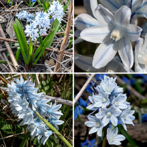 triped squill is another early spring wildflower native to western Asia and the Caucasus; it tends to grow in clumps of plants 4-6" across. There are (only) two dark green, basal, hairless leaves up to 6" long and ~1/2" wide that widen towards their tips; the margins are smooth. A cluster (raceme) of 3-6 flowers are present on a stalk ("scape") 4-8" tall; overall, the cluster and scape resemble the related wild hyacinths. Each flower has six white tepals with a medial blue stripe. The filaments of the six stamens are flattened and fused together to form a white central, lobed, hollow cone that surrounds the style; the anthers are yellow and lie just inside the tip of the cone. This plant is one of the earliest to bloom in the spring in Jackson Park, but goes dormant in the late spring, basically biding its time until the next year. It prefers moist, well-drained soils.