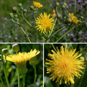 Prickly sowthistle's flowerheads are dandelion-like, less than 3/4" in diameter and composed entirely of 80-250 ray florets. Glandular hairs are present on both the flowerhead bracts and on the stalks just below the flowerheads. The fruits are flattened, brown, 2-3 mm long oval seeds with 3-4 ribs per side and a tuft of white hairs on one end. Prickly sowthistle has shiny green (as opposed to the dull green of the other two species) leaves with rounded lobes (as opposed to pointed lobes of common sowthistle) at the base of the leaves. Perennial sowthistle (Sonchus arvensis) has larger (1-2" as opposed to <3/4") flowers and small, rounded lobes at the base of the leaves. The triangular lobes on the base of the leaves of common sowthistle (Sonchus oleraceus) are not found in the other two species.