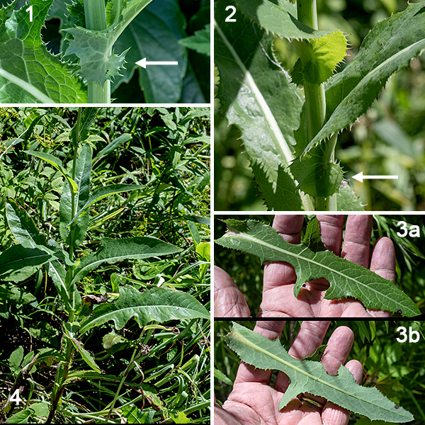 Prickly sowthistle, as the name implies, is a very prickly plant, 1-3 feet tall, branching occasionally in the upper half. The plant is an annual or biennial European exotic. The stems are green or reddish-green, round in section but hollow, with prominent longitudinal veins, usually hairless. Leaves are alternate, about three times longer than wide, up to 10" long (usually less), shiny green, and often folded along the man vein. The lower leaves have margins divided into less distinct lobes than in common sowthistle; the upper leaves may be shallowly lobed or toothed. The leaves clasp the stem with two large, rounded, ear-like basal lobes that extend beyond the stem. (They remind me of the green, spiny cousin of a pearly nautilus shell.) Leaf margins are excessively prickly, but no prickles are present on the underside of the main leaf vein.