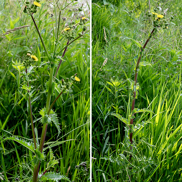 Prickly sowthistle, as the name implies, is a very prickly plant, 1-3 feet tall, branching occasionally in the upper half. The plant is an annual or biennial European exotic. The stems are green or reddish-green, round in section but hollow, with prominent longitudinal veins, usually hairless. Leaves are alternate, about three times longer than wide, up to 10" long (usually less), shiny green, and often folded along the man vein. The lower leaves have margins divided into less distinct lobes than in common sowthistle; the upper leaves may be shallowly lobed or toothed. The leaves clasp the stem with two large, rounded, ear-like basal lobes that extend beyond the stem. (They remind me of the green, spiny cousin of a pearly nautilus shell.) Leaf margins are excessively prickly, but no prickles are present on the underside of the main leaf vein. The flowers are dandelion-like, less than 3/4" in diameter and composed entirely of 80-250 ray florets. Glandular hairs are present on both the flower bracts and on the stalks just below the flowers. The fruits are flattened, brown, 2-3 mm long oval seeds with 3-4 ribs per side and a tuft of white hairs on one end. Prickly sowthistle has shiny green (as opposed to the dull green of the other two species) leaves with rounded lobes (as opposed to pointed lobes of common sowthistle) at the base of the leaves. Perennial sowthistle (Sonchus arvensis) has larger (1-2" as opposed to