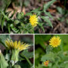 Common sowthistle flowerheads are less than 3/4" in diameter and look very dandelion-like; they open in the morning and close by noon. Each flowerhead consists of numerous (80-250) yellow ray florets; disc florets are absent.