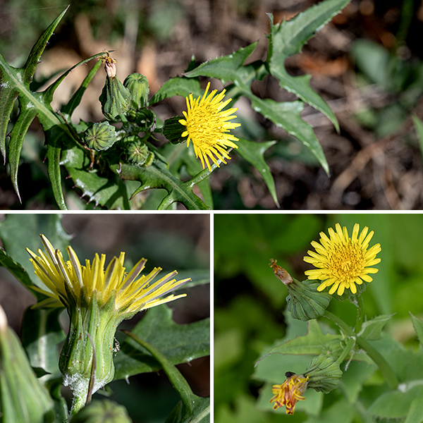 Common sowthistle flowerheads are less than 3/4" in diameter and look very dandelion-like; they open in the morning and close by noon. Each flowerhead consists of numerous (80-250) yellow ray florets; disc florets are absent.