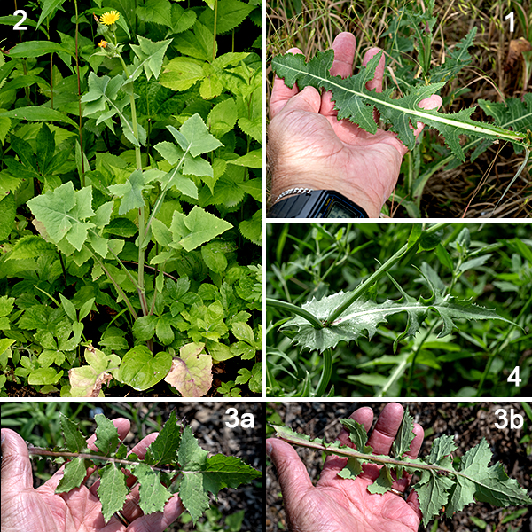 Common sowthistle is an exotic annual native to Europe and Asia; it gets 1-4 feet tall. The main stem is hairless and dull green, often with reddish-purple splotches. The leaves are alternate and dull green, about three to four times longer than wide. The lower leaves up to 8" long with long stalks (up to 10") with margins deeply divided into triangular lobes that sometimes look like overlapping tiles; the leaves clasp the stem with two pointed lobes that extend well beyond the stem. (Superficially, it looks like the leaf is penetrated by the stem.) The upper leaves are smaller, may be shallowly lobed or toothed or with entire margins, and clasp the stem. The edges of the leaves have soft "prickles" (although they appear to be spines). The flowerheads are less than 3/4" in diameter and look very dandelion-like; they open in the morning and close by noon. Each flowerhead consists of numerous (80-250) yellow ray florets; disc florets are absent. Prickly sowthistle (Sonchus asper) has shiny green (as opposed to dull green) leaves with rounded lobes (as opposed to pointed lobes) at the base of the leaves. Perennial sowthistle (Sonchus arvensis) has larger (1-2" as opposed to