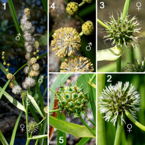 The central stem of giant bur-reed produces an inflorescence at its tip with 1-6 female flowers in the lower parts of each branch of the inflorescence and up to 20 male flowers in the upper parts. (Male and female flowers are separate and distinct.) Male (staminate) flowerheads look like a fireworks-burst of white filaments and yellow-brown anthers; individual florets are densely packed, each with five stamens with white filaments and a yellow to brown anther. The female flowerheads are greenish and "prickly" with prominent green cones (the female florets) covering the surface; each pistillate floret has a basal green ovary covered with scale-like tepals with dark tips and an apical white style bearing two white stigmas. Giant bur-reed is wind pollinated. In fruiting flowerheads, the stigmas turn dark and wither but do not drop off; the florets elongate and widen, turning brown as the fruits on the seedhead ripen. The fruit is a brown seed 5-10 mm long and nearly as wide, shaped like an inverted pyramid that abruptly narrows to a 2-4 mm long apical beak (the style remnant). Giant bur-reed is superficially sedge-like but instead is more closely related to cattails. Giant bur-reed prefers wet conditions (up to a foot of water) with minimal waves and gentle currents.