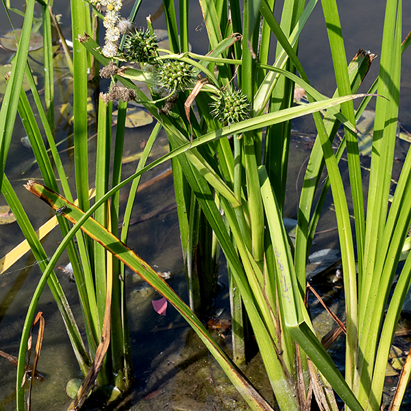 Giant bur-reed is a native, semi-aquatic (emergent) species that grows to 2-6 feet tall. The leaves are erect to ascending, alternate, grass-like, and parallel-veined. The leaves are up to 5 feet long with a distinct keel on the underside.